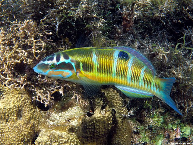 Thalassoma pavo femelle